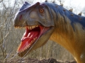 Allosaurus-WinfriedHoor-300dpi.jpg