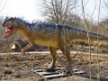 Allosaurus2-WinfriedHoor-300dpi.jpg