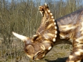 Centrosaurus-ElkeWagner.jpg