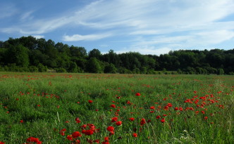 Mohnfeld bei Möhn in Rheinland-Pfalz.