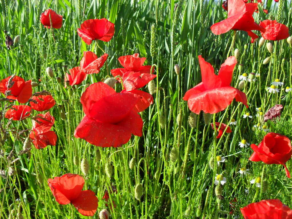 Zaubert mit uns die Frühlingssonne hervor.