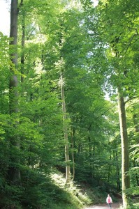 Wunderschöne Wanderwege laden zu einem ausgedehnten Spaziergang rund um das Pulvermaar bei Gillenfeld ein.