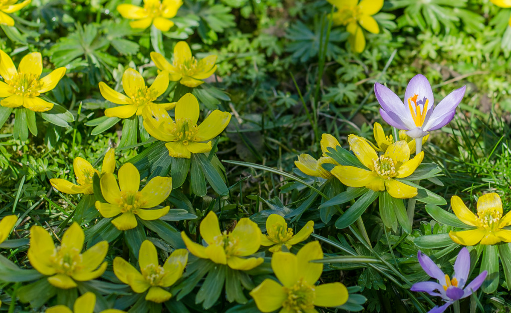 Frühling beim Wortweltler Frank Facius