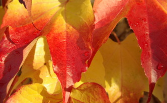 Herbstlich gefärbte Weinblätter
