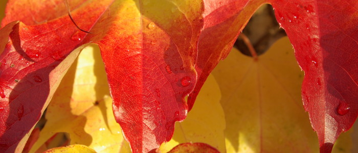 Herbstlich gefärbte Weinblätter