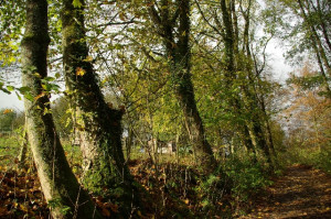 Ein bunter Herbsttag im Kutscherhaus am Weiher im Westerwald.