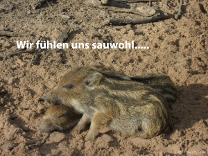 Wildfreigehege am Weißhaus in Trier