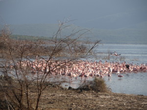 Lake Bogoria