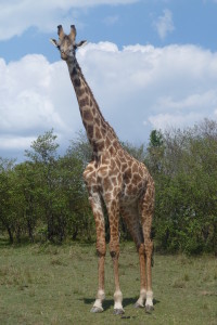 Giraffe