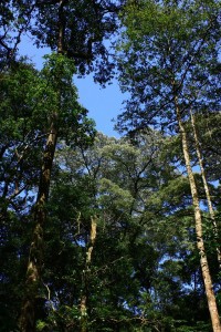 Bäume im Kakamegaforest 