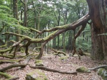 Naturpark Hunsrück Hochwald