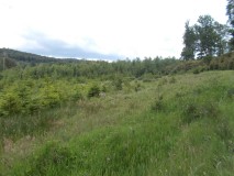 Naturpark Hunsrück Hochwald