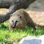 Tierischer Bewohner im Wild- und Freizeitpark Klotten - der Nasenbär