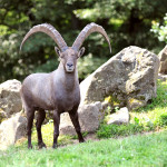 Der Steinbock im Wild- und Freizeitpark Klotten freut sich über neue Besucher