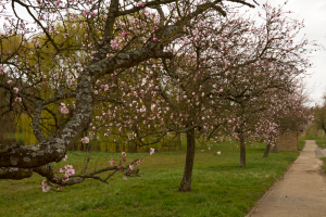 Wandern an der südlichen Weinstraße zur Mandelblüte ist ein Erlebnis der Sinne. Foto: Daniela Trauthwein