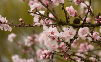 Die Mandelblüte in Rheinland-Pfalz ist übrigens der früheste Frühling in Deutschland. Foto: Daniela Trauthwein