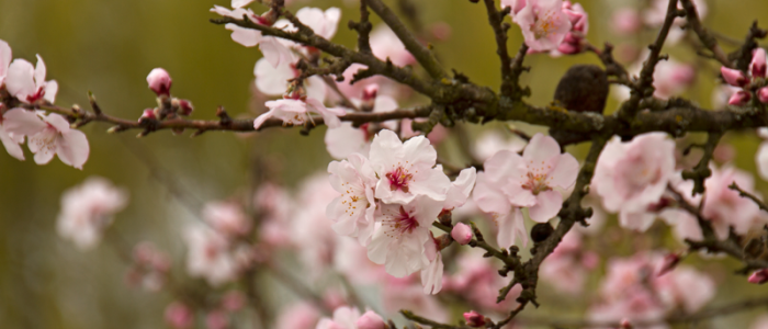 Die Mandelblüte in Rheinland-Pfalz ist übrigens der früheste Frühling in Deutschland. Foto: Daniela Trauthwein