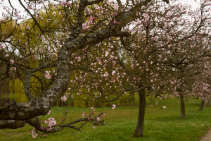 Mandelblüte3