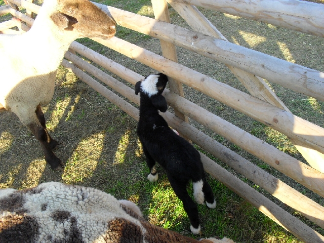 Samstag, 19.04.2014 "Lämmcha gugge" Osterwanderung in Stipshausen