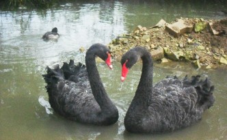 Vogelpark Trierweiler