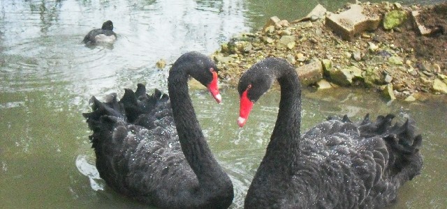 Vogelpark Trierweiler