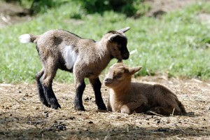 Ziegenbabys im Eifelpark Gondorf