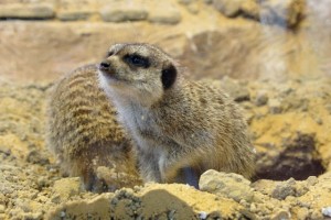 Erdmännchen im Eifelpark Gondorf
