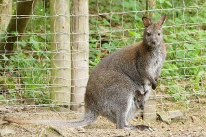 Wallaby-Känguru mit Baby