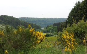 Das Pulvermaar und seine Vegetation in der Vulkaneifel