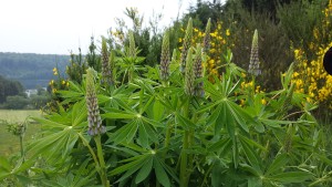 Natur pur am Pulvermaar