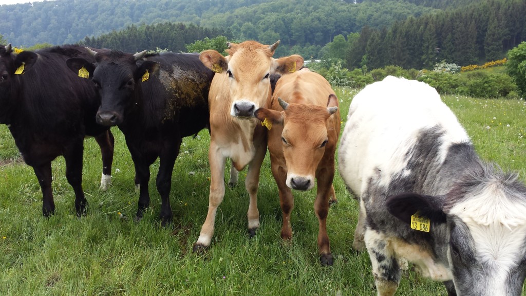 Jungbullen auf der schönsten Weide in der Vulkaneifel. Ich habe mich auf den ersten Blick verliebt.