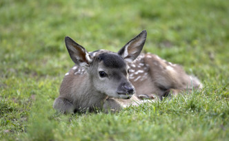 Kaelbchen im Wild- und Wanderpark Silz