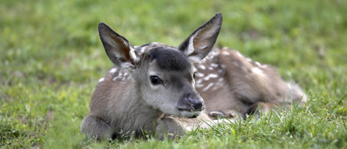 Kaelbchen im Wild- und Wanderpark Silz