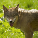 Wolf im Wild- und Wanderpark Silz