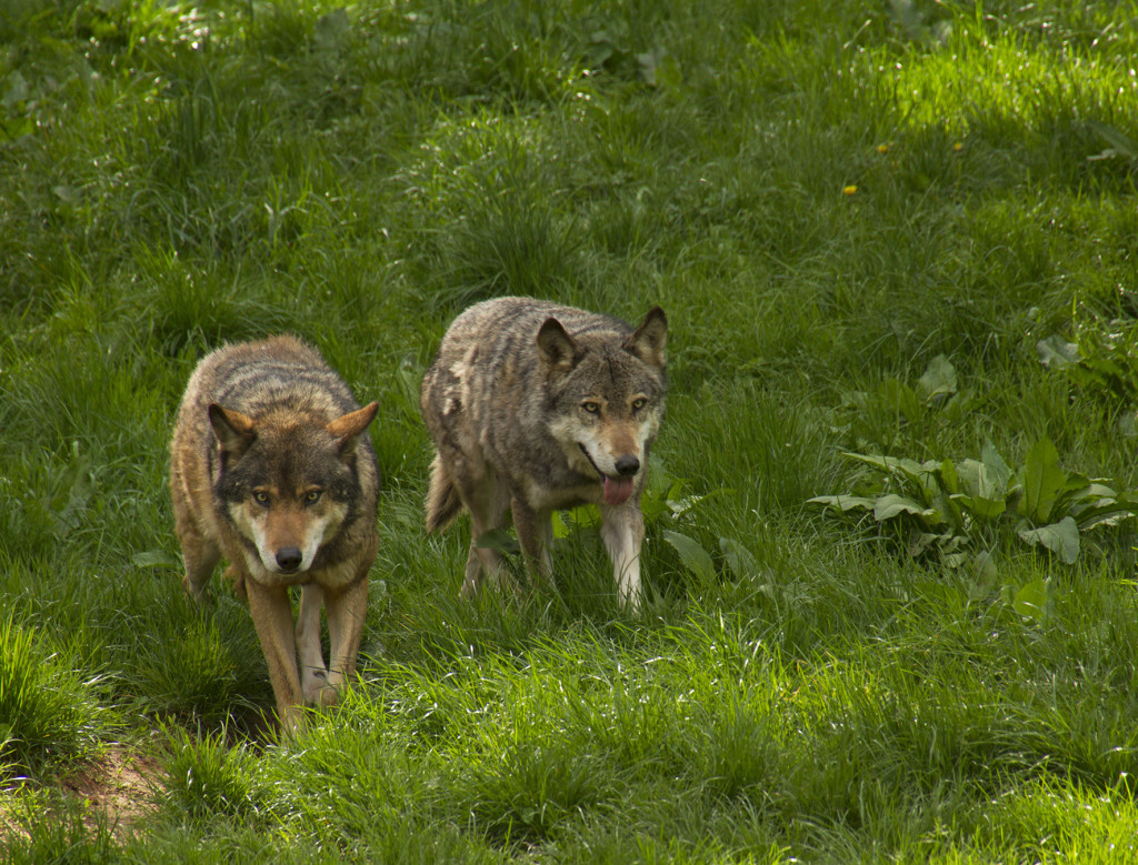 Wölfe im Wild- und Wanderpark Silz